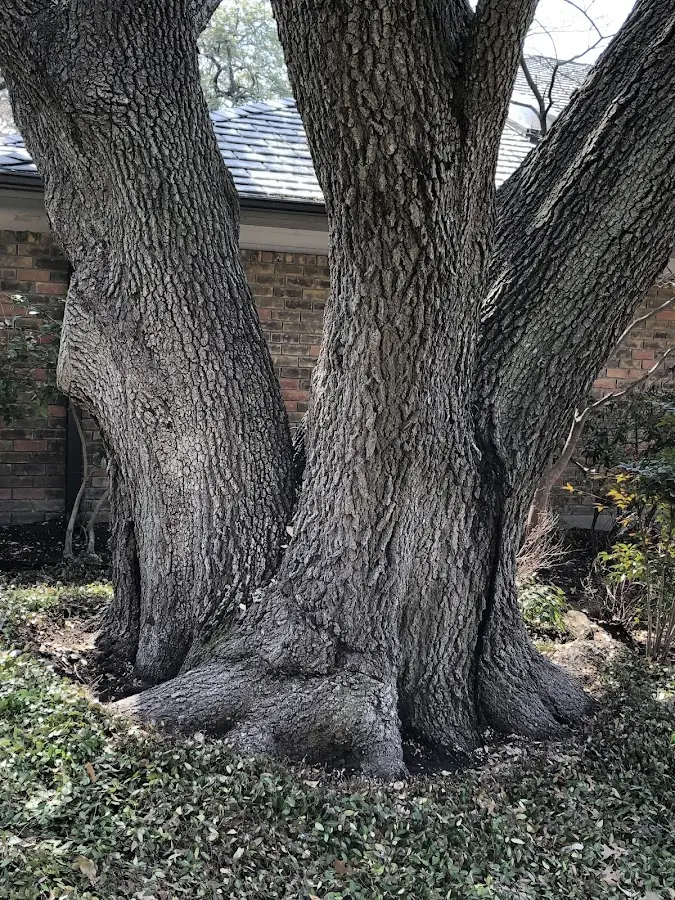 Mature heritage tree close to a Bethel property cared for by certified arborists